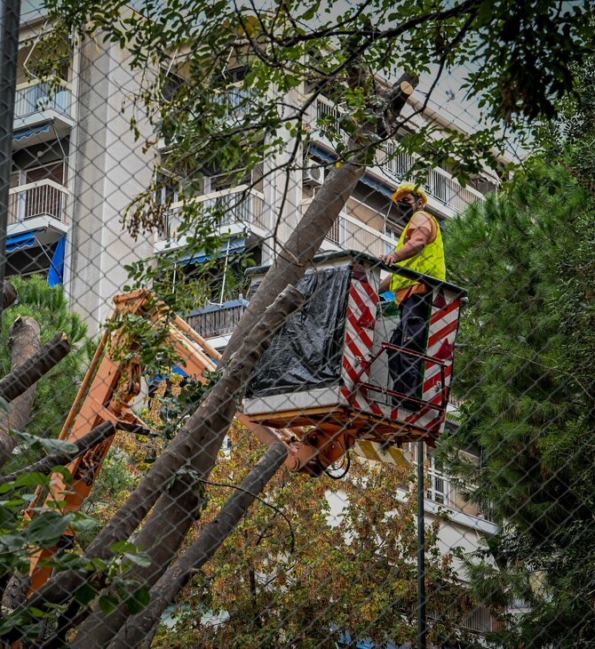 Εξάρχεια - Ριζάρη: Συμβαίνουν «δενδροκτονίες» στην Αθήνα;