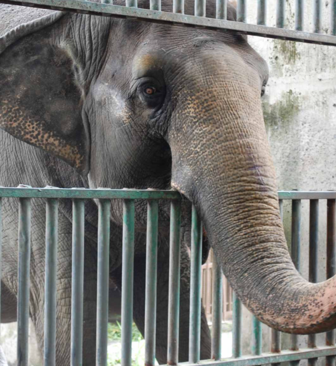 Πέθανε ο «πιο θλιμμένος» ελέφαντας- Η Μάλι έζησε μόνη σχεδόν όλη τη ζωή της