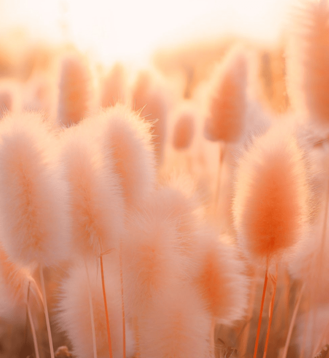Peach fuzz: Αυτό είναι το χρώμα του 2024, σύμφωνα με την Pantone