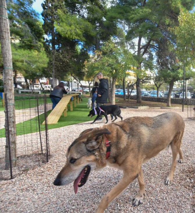 Καματερό: Σκύλος επιτέθηκε σε 9χρονο, συνελήφθη ο κηδεμόνας του ζώου