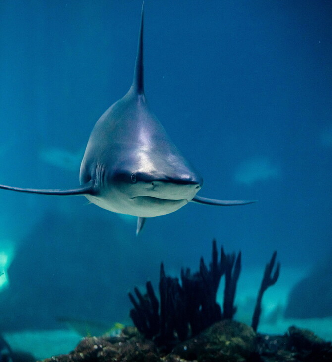Επίθεση από καρχαρία στην Αυστραλία - Νεκρό 14χρονο αγόρι 