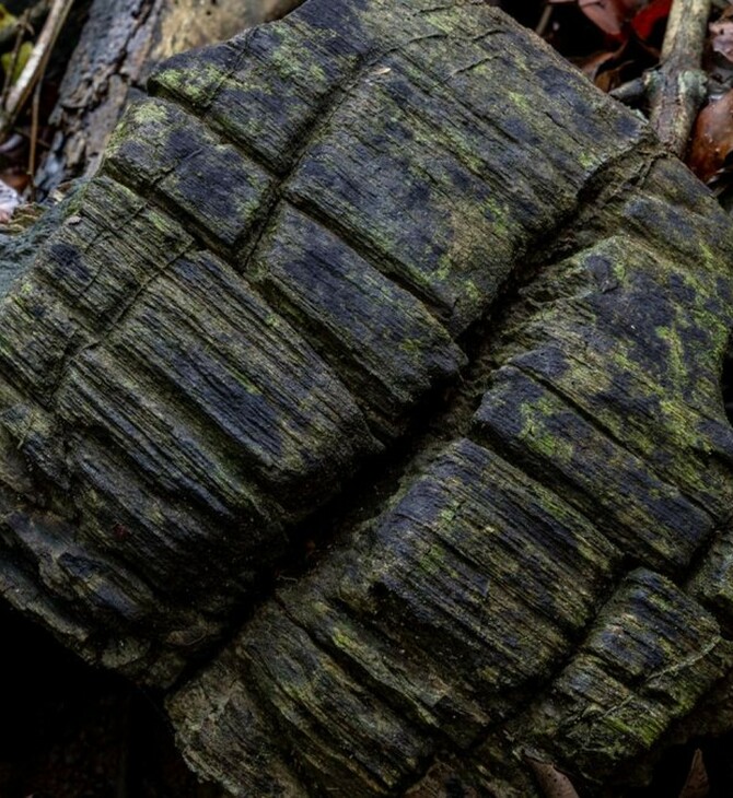 Ανακαλύφθηκε σε νησί του Παναμά απολιθωμένο δάσος 23 εκατομμυρίων ετών 