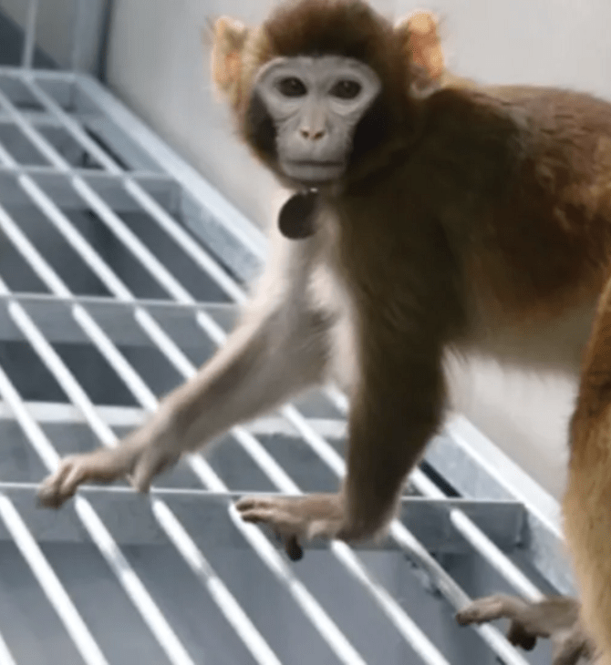 Κλωνοποιήθηκε πίθηκος για να επιταχύνει την ιατρική έρευνα