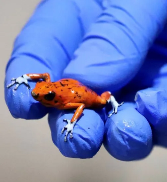 Woman arrested with 130 poisonous frogs in her luggage