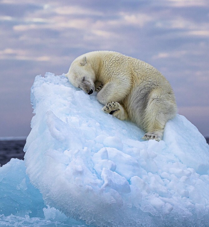 Η εικόνα μιας μισοκοιμισμένης πολικής αρκούδας πάνω σε ένα κομμάτι πάγου κέρδισε το βραβείο στο Wildlife Photographer of the Year 