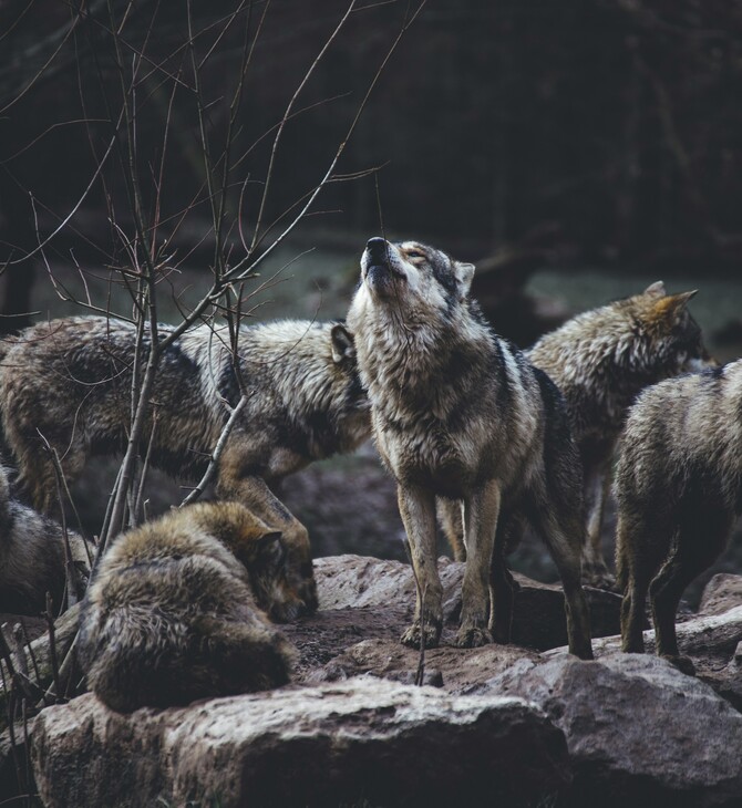 Οι «μεταλλαγμένοι» λύκοι του Τσερνόμπιλ φαίνεται να έχουν αναπτύξει αντοχή στον καρκίνο