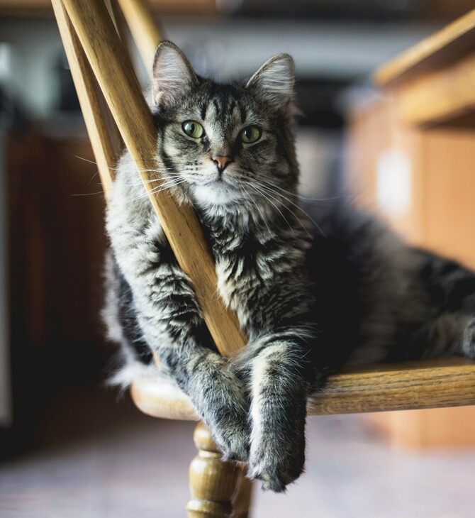Σπάνιο κρούσμα βουβωνικής πανώλης στις ΗΠΑ- Πιθανόν κόλλησε από τη γάτα του