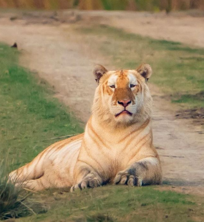 Γιατί μια σπάνια «χρυσή» τίγρη που φωτογραφήθηκε στην Ινδία ανησυχεί τους οικολόγους