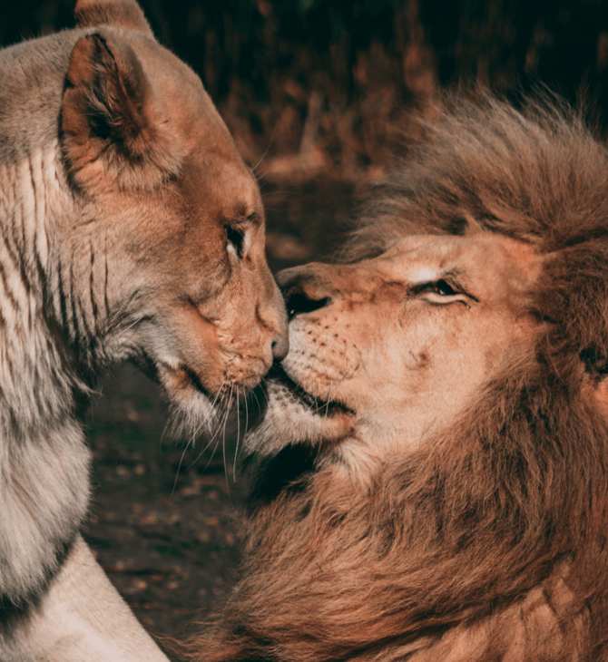 Ζωολογικός κήπος αλλάζει τα ονόματα λιονταριών γιατί είναι «βλάσφημα»
