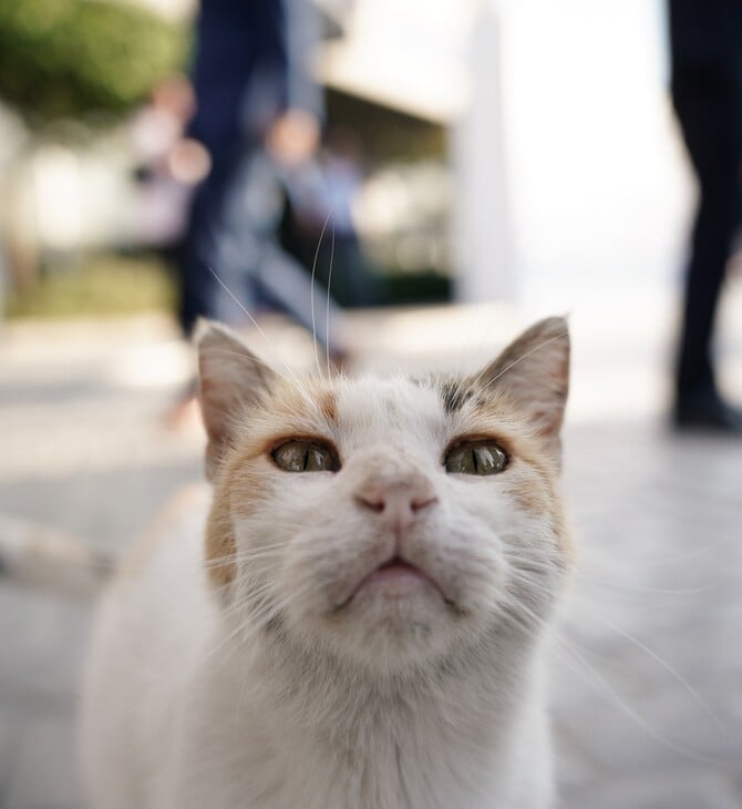 Σπέτσες: Έρευνες για τη θανάτωση 4 γατών- Θα γίνουν τοξικολογικές εξετάσεις