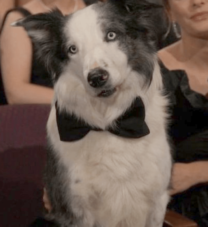 Όσκαρ 2024: Η στιγμή που ο σκύλος Μέσι φαίνεται να χειροκροτεί κατά τη διάρκεια απονομής βραβείου