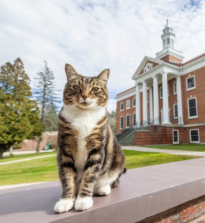 Ένας γάτος με το όνομα Μαξ κατάφερε να πάρει διδακτορικό από το Πανεπιστήμιο του Βερμόντ
