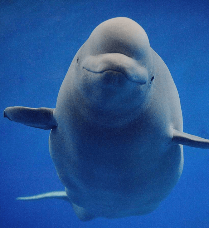 «Free Bella»: Εκστρατεία για την απελευθέρωση της φάλαινας μπελούγκα που ζει σε ενυδρείο της Σεούλ
