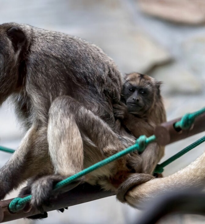 Κάνει τόση ζέστη στο Μεξικό που οι πίθηκοι «αλουάτα» πέφτουν νεκροί από τα δέντρα