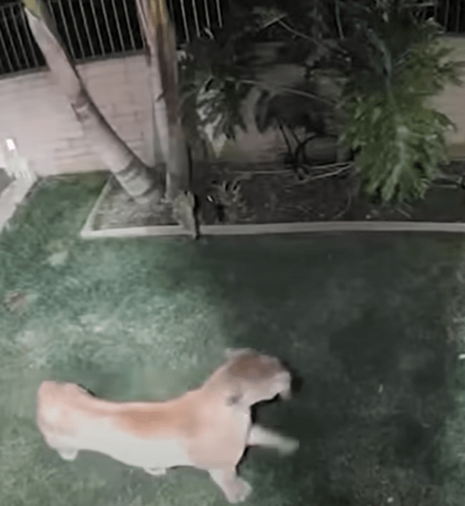 Καλιφόρνια: Σκύλος επιβίωσε επίθεση πούμα σε αυλή σπιτιού