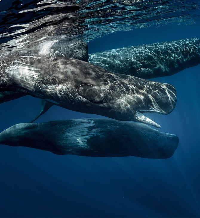 «SAvE Whales»: Tο έξυπνο σύστημα εντοπισμού που θα σώσει τους φυσητήρες 
