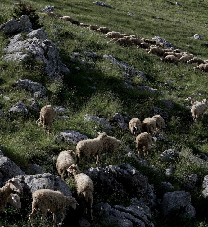 Πανώλη: τα μέτρα που αποφασίσθηκαν μετά το εντοπισμό κρούσματος στην ορεινή Κορινθία