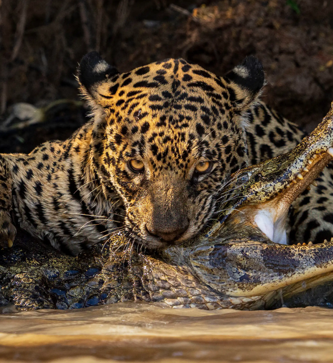 Εκπληκτικές εικόνες από τον διαγωνισμό Wildlife Photographer of the Year
