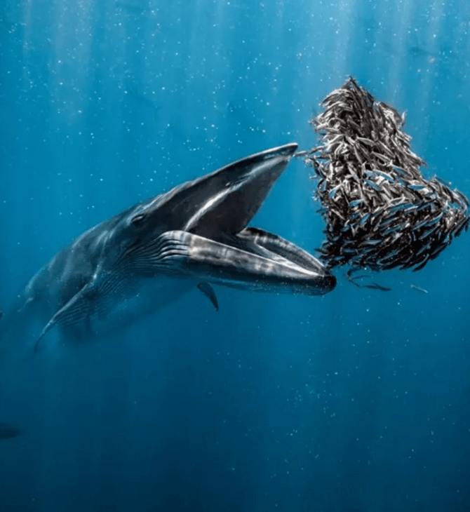 Ocean Photographer of the Year 2024: 