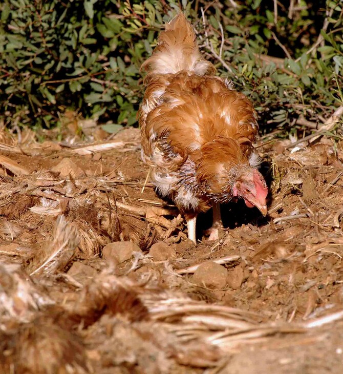 Διενέργεια προληπτικών ελέγχων για γρίπη των πουλερικών