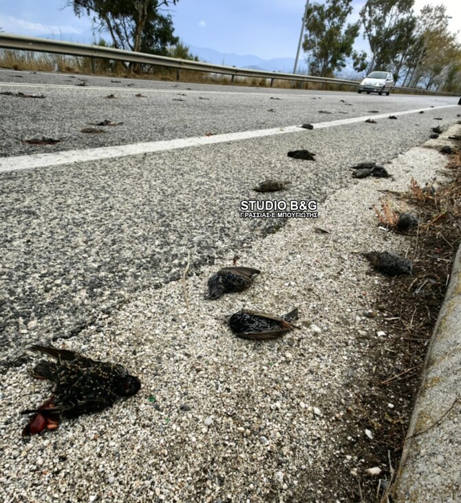 Αργολίδα: Νεκρά πουλιά βρήκαν περαστικοί - Σκληρές εικόνες