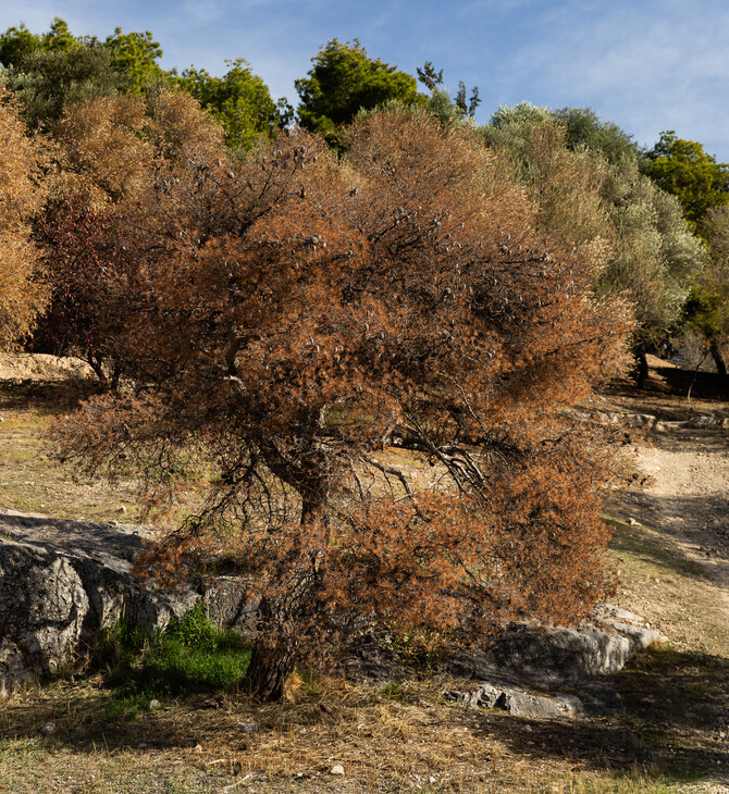 Λόφος Φιλοπάππου: Ξερά δέντρα, παραίτηση και παρακμή
