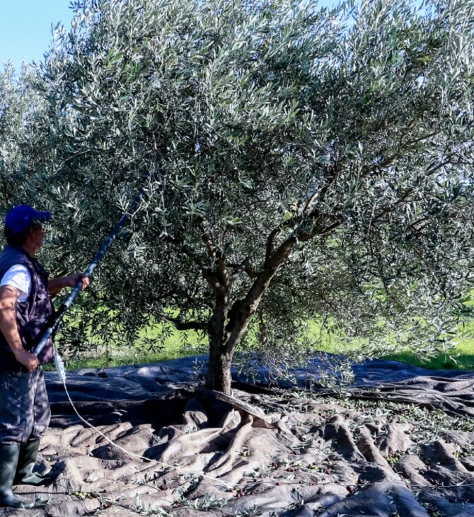 Ελαιόλαδο: Γιατί κοστίζει 4,60 ευρώ στο χωράφι και 14 στο ράφι