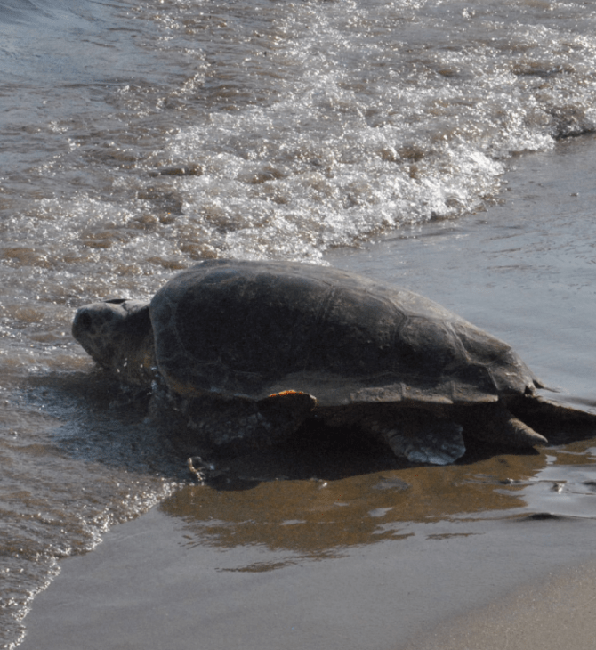 Μαραθωνήσι: Κίνδυνο για την Caretta caretta από οικοδομικές εργασίες, καταγγέλλουν οργανώσεις