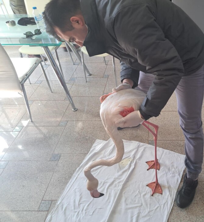 Μυτιλήνη: Φλαμίνγκο τραυματίστηκε από χαρταετό    