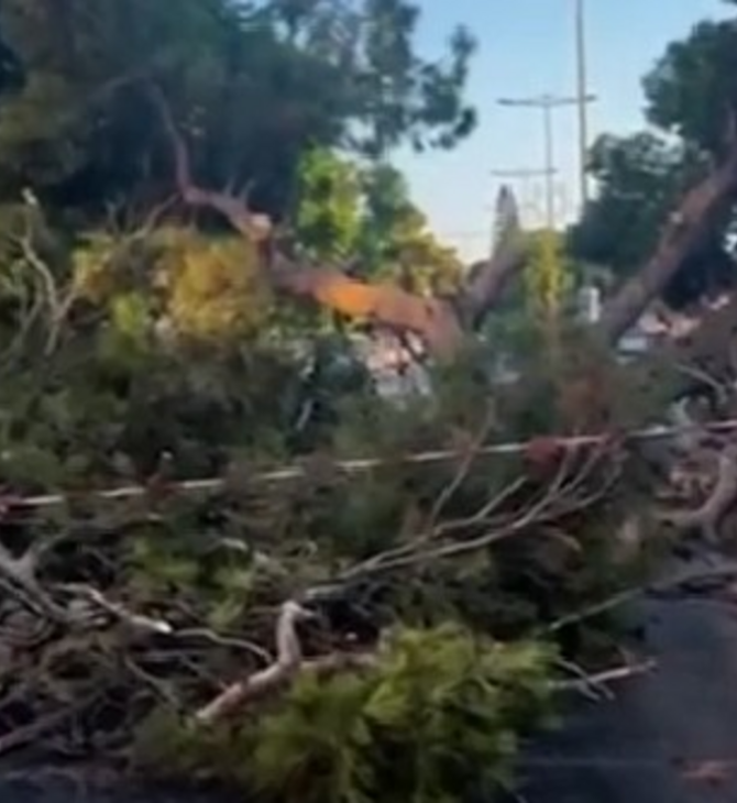 Ηράκλειο: Αποζημίωση 385.000 στην οικογένεια του 51χρονου που καταπλακώθηκε από πεύκο 