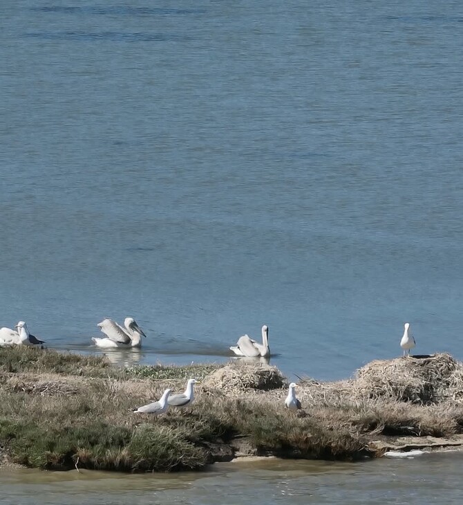 Λευκάδα: Καταγράφηκε η πρώτη αποικία αργυροπελεκάνων σε ελληνικό νησί
