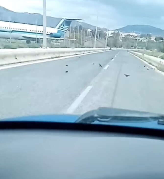 Εξαντλημένα και νεκρά χελιδόνια σε δρόμο του Λαυρίου: Τι εξηγεί η ΑΝΙΜΑ