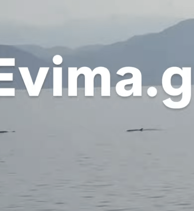 Μαγευτικό στιγμιότυπο: Κοπάδι δελφινιών εμφανίστηκε στην Αιδηψό