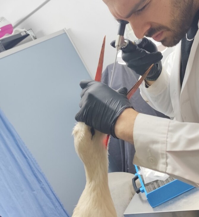 Πελαργός που κατάπιε λάστιχα διασώθηκε από την ΑΝΙΜΑ