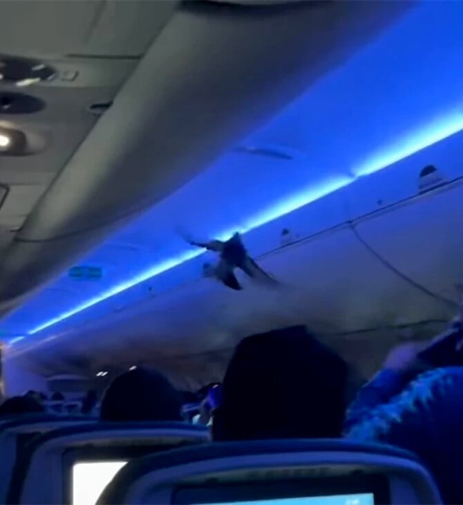 Πρωτοφανές περιστατικό σε πτήση της Delta: Περιστέρια «επιβιβάστηκαν» μέσα στο αεροσκάφος