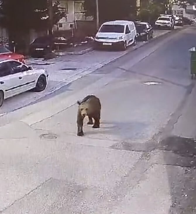 Αρκούδες εντοπίστηκαν να κυκλοφορούν σε κεντρικό δρόμο σε Κοζάνη και Γρεβενά