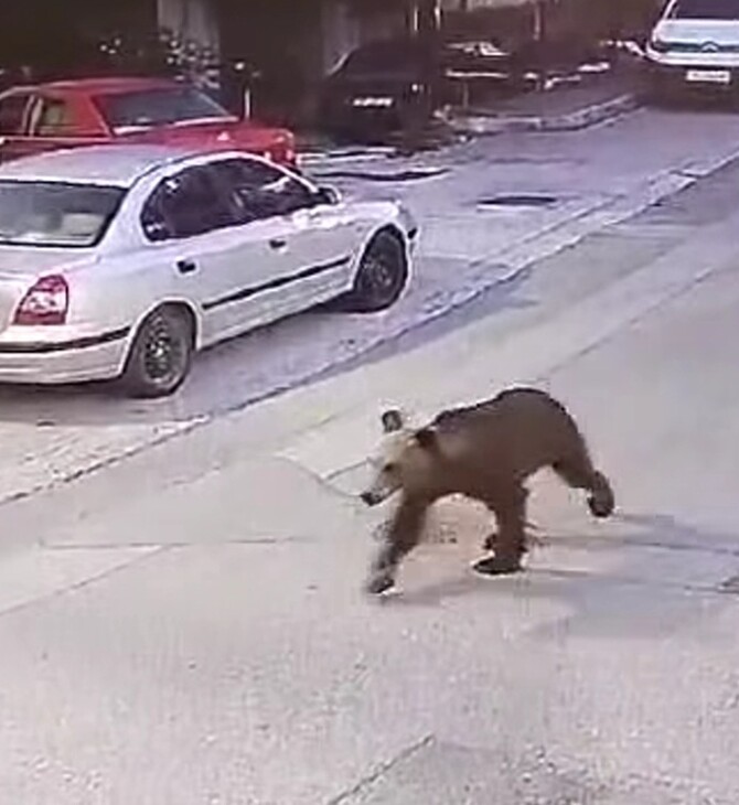 Η Καλλιστώ για τις αρκούδες κοντά σε σπίτια - Τι πρέπει να κάνουμε