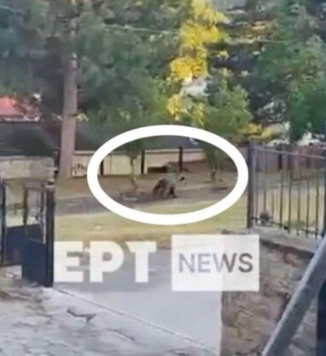 ΑΡΚΟΥΔΑ ΚΑΣΤΟΡΙΑ