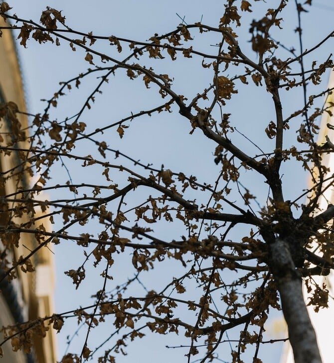 Απάντηση του Δήμου Αθηναίων στο άρθρο της LiFO για τα ξερά δέντρα