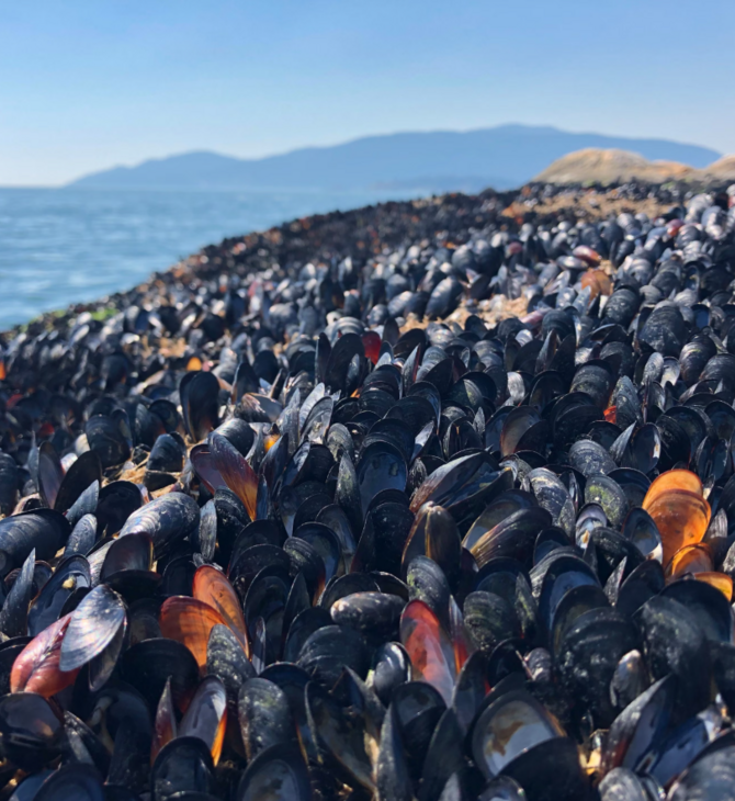 Καύσωνες και μαζικοί θάνατοι ζώων: Η κλιματική κρίση απειλεί την άγρια ζωή
