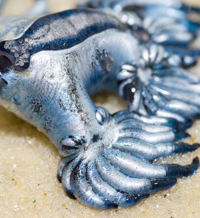 Glaucus Atlanticus: Συναγερμός για τον δηλητηριώδη γαλάζιο «δράκο» της Μεσογείου - Κλείνει παραλίες η Ισπανία