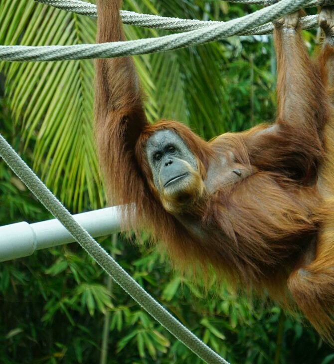 «Monkey barring»: Η νέα τάση στο dating που προβληματίζει τη Gen Z