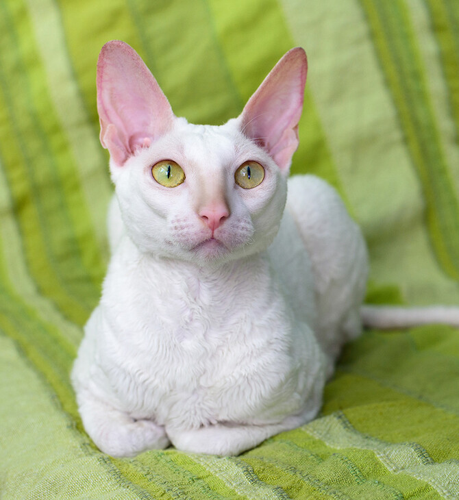 Γνωριμία με τις τρυφερές και ανεξάρτητες Cornish Rex