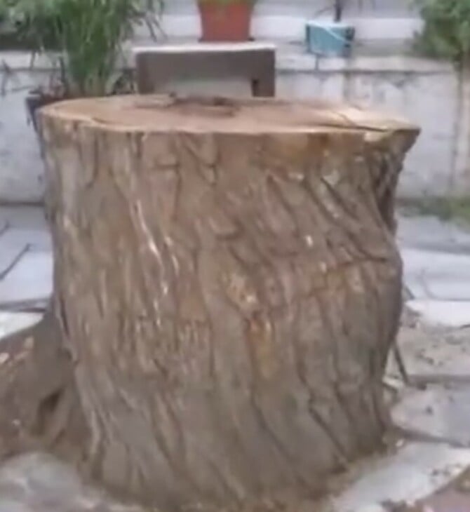 ΔΕΝΤΡΟ ΜΟΝΑΣΤΗΡΑΚΙ