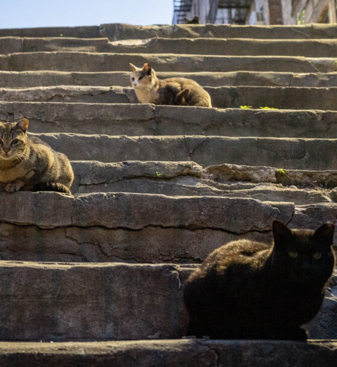 Κύπρος: Πώς το «νησί της γάτας» απέκτησε πρόβλημα - Ένα αδέσποτο αντιστοιχεί ανά κάτοικο