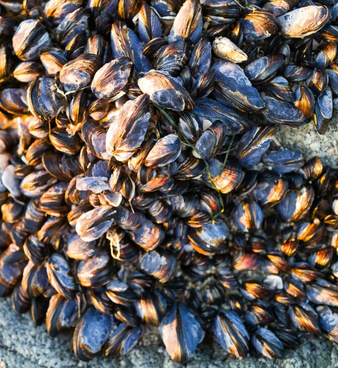 Brexit: Κρίση μυδιών στη Βρετανία - Όταν η γραφειοκρατία γίνεται απειλή για τη θάλασσα