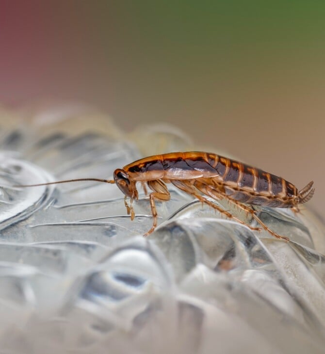 ΚΑΤΣΑΡΙΔΑ ΝΟΤΙΑ ΚΟΡΕΑ ΦΩΤΙΑ ΔΙΑΜΕΡΙΣΜΑ