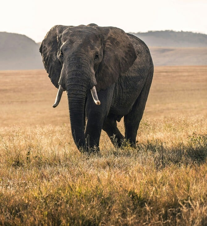 Κένυα: Οι «υπερ-ελέφαντες» της Αφρικής κινδυνεύουν με εξαφάνιση