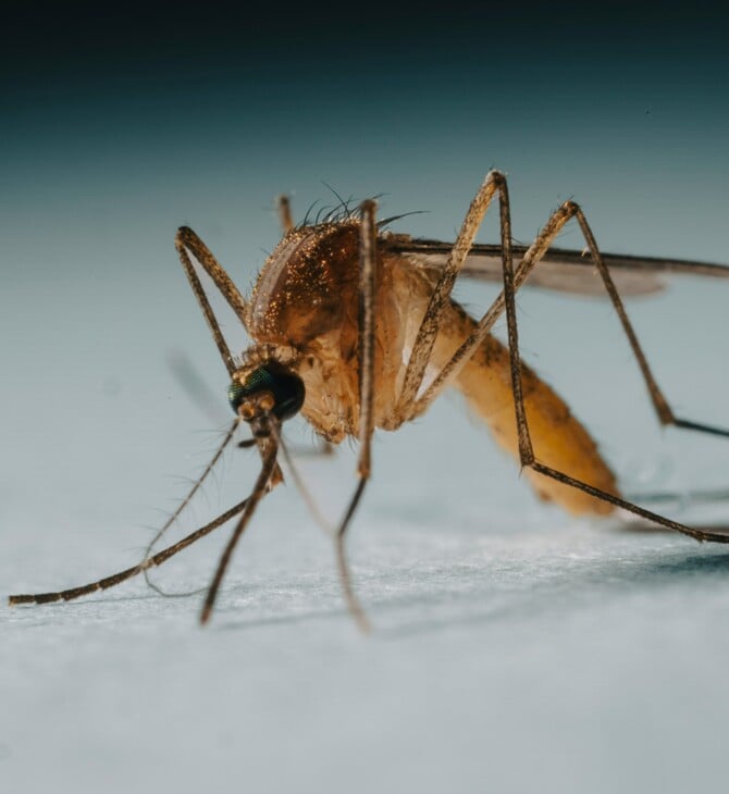 Κλιματική κρίση: Κουνούπια εντοπίστηκαν για πρώτη φορά στην Ισλανδία