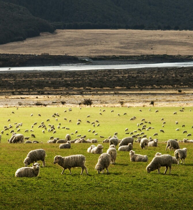 Ευλογιά αιγοπροβάτων: «Δεν υπάρχει αδειοδοτημένο εμβόλιο στην Ελλάδα και την ΕΕ», λέει ο ΕΟΦ 